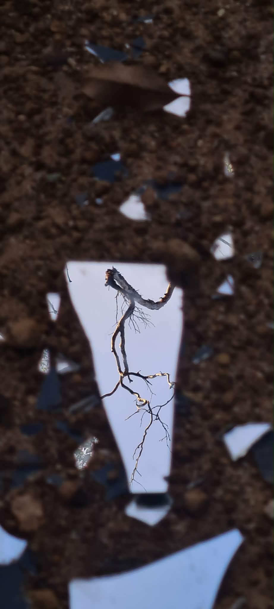 shard2
